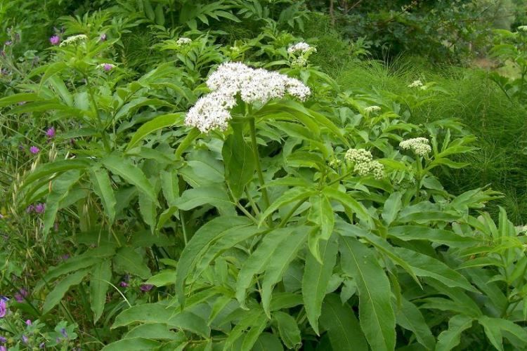 Тревист бъз (Sambucus ebulus)